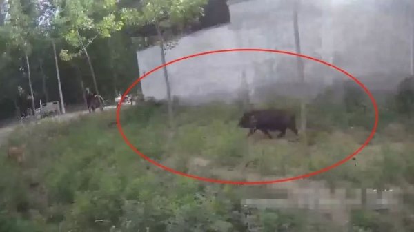 最新配资门户 村民家黑猪受惊“不翼而飞”，砀山警方一小时后在草丛寻回_大皖新闻 | 安徽网