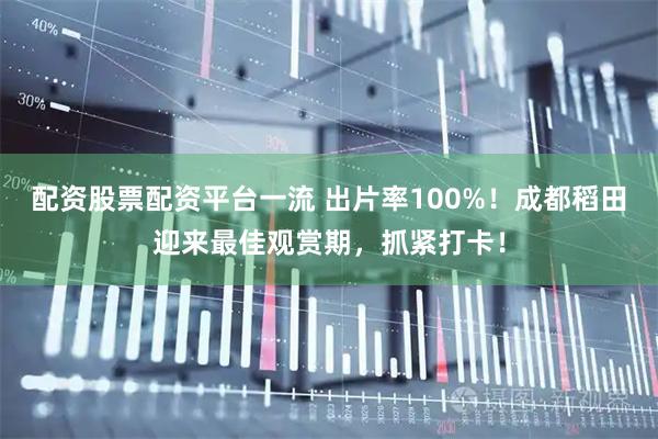 配资股票配资平台一流 出片率100%！成都稻田迎来最佳观赏期，抓紧打卡！
